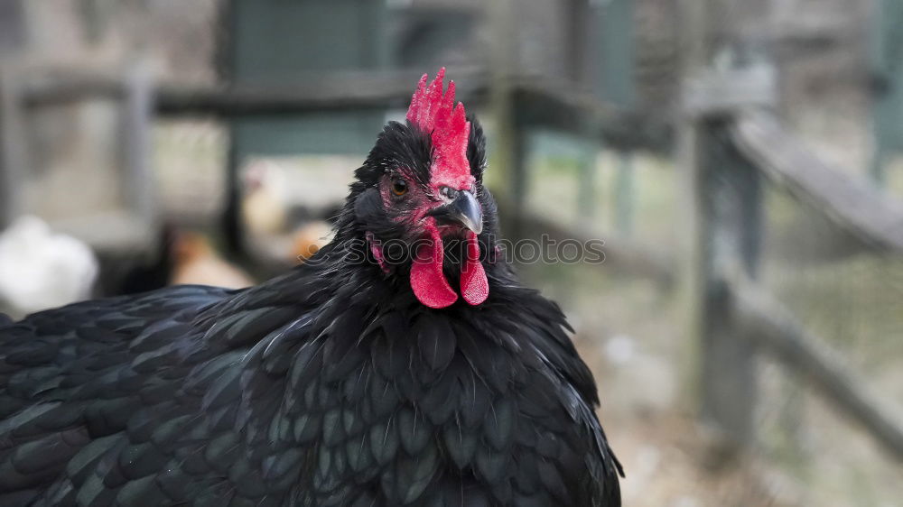 Similar – Huhn am Fenster Haushuhn