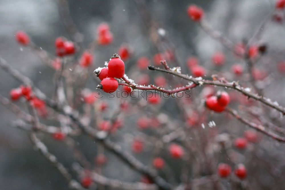 Similar – Foto Bild Rote Rosen im Schnee im Frost