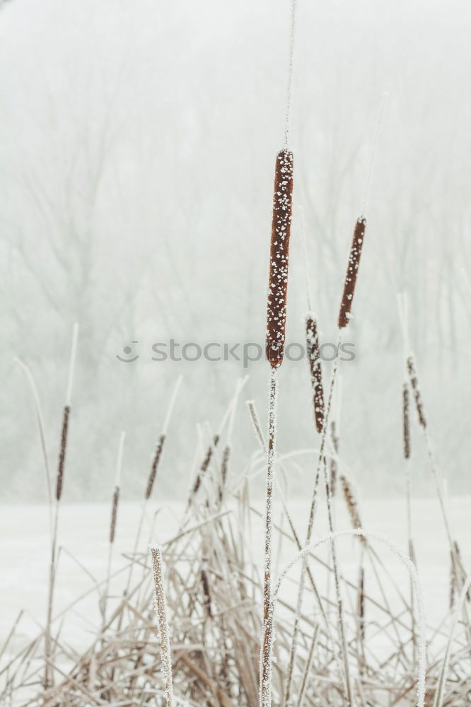 Similar – Snow on the Bodden Winter