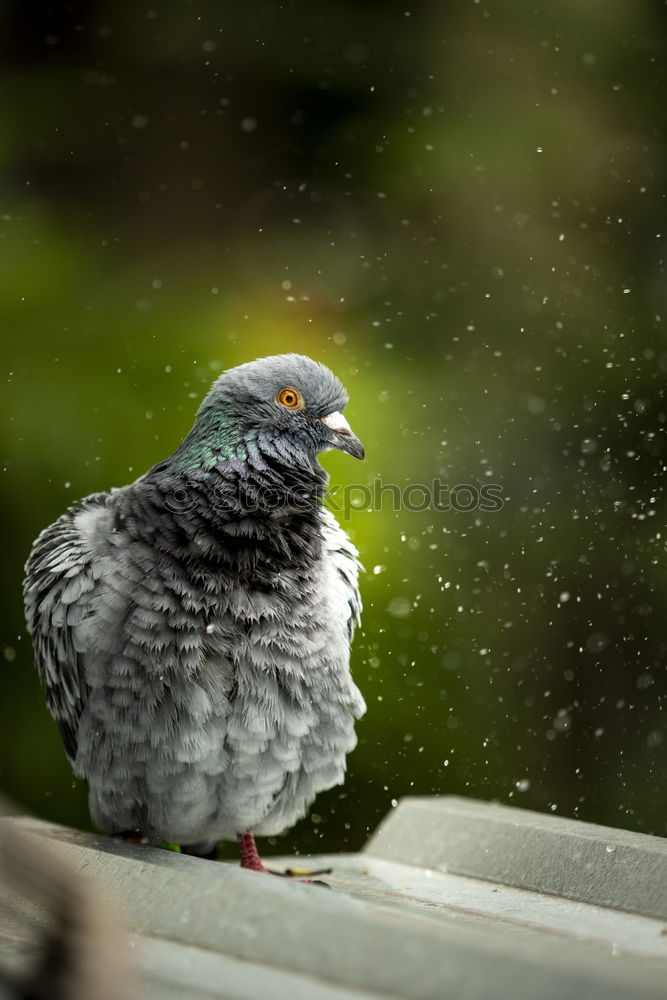 Similar – Image, Stock Photo A bird sits on a roof and looks. Flutebird, known for its attacks on humans. It has the ability to imitate voices. Queensland / Australia