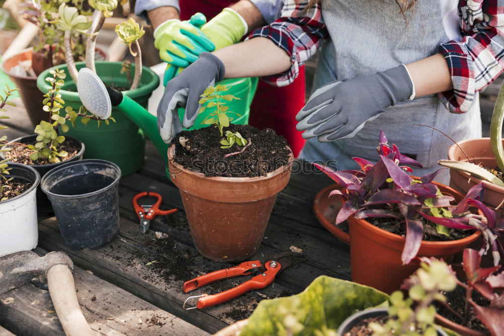 Similar – Image, Stock Photo Woman’s hands transplanting plant.