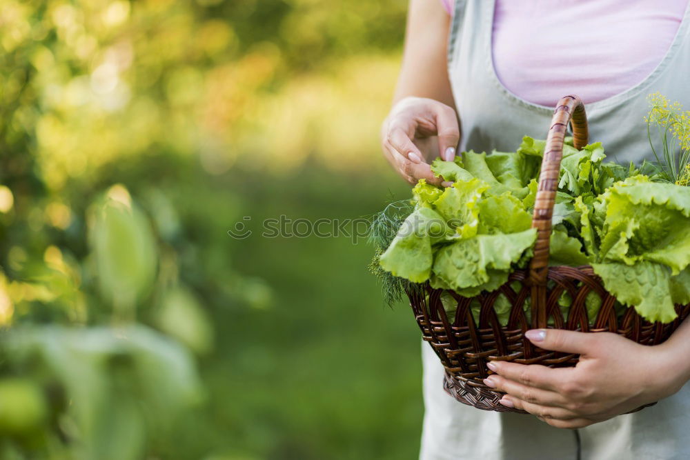 Similar – Image, Stock Photo Picking spinach in a home garden