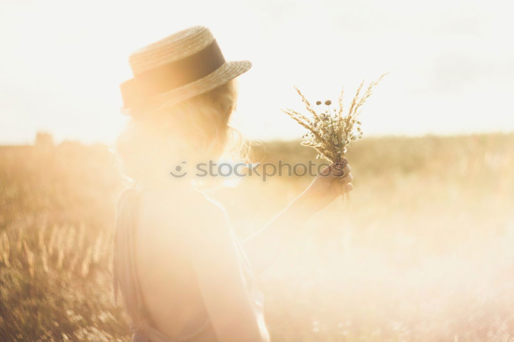 Yellow field.Beautiful Nature Sunset Landscape. Rural Scenery