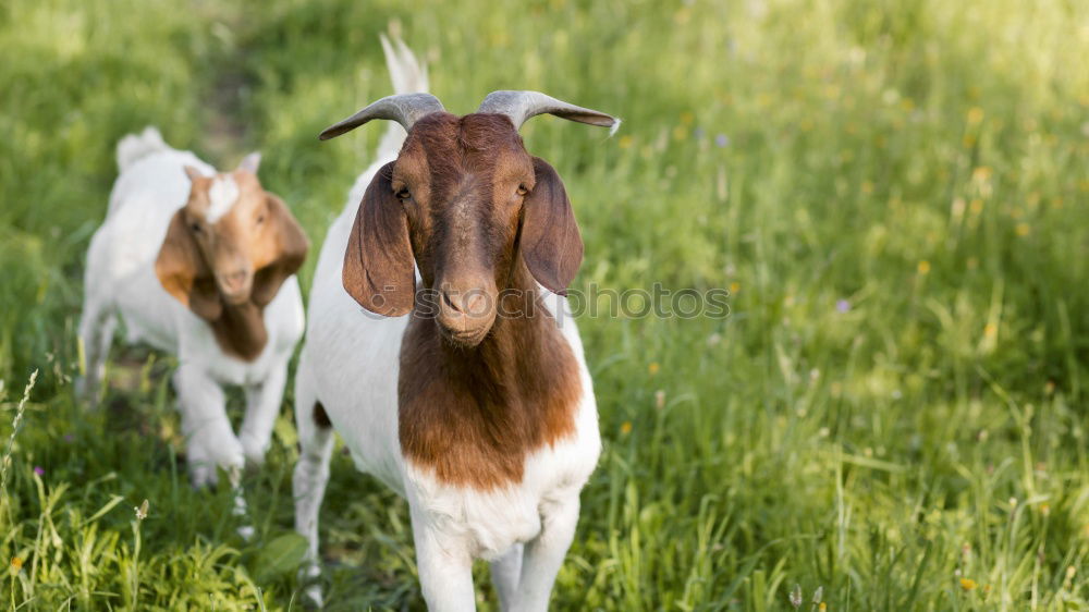 Similar – Image, Stock Photo Spotted pig Piglet eats piglets