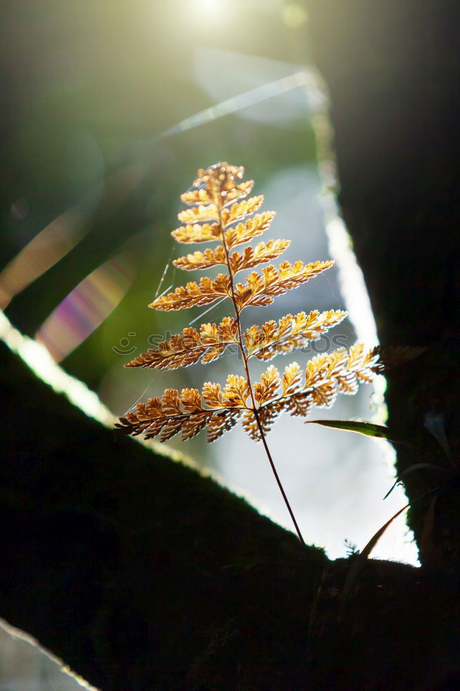 Similar – Image, Stock Photo forest miracle Forest