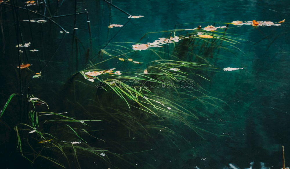 Similar – Golden fishes Goldfish