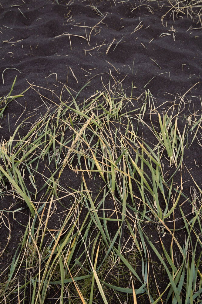 Similar – Foto Bild Gras am Meer grün Sommer