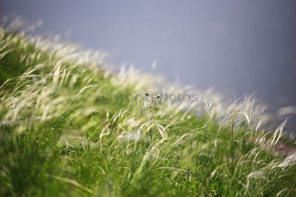 Image, Stock Photo Stella Alpina Edelweiss