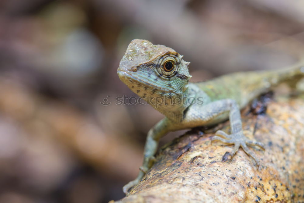 Similar – lizard Animal 1 Brown Gray