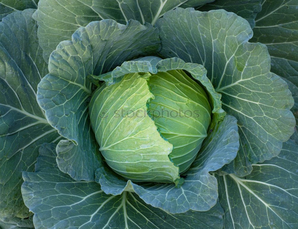 Similar – Image, Stock Photo savoy cabbage Food