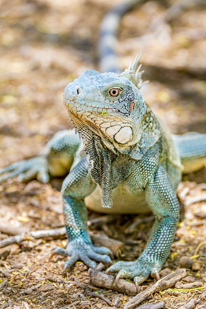 Similar – Image, Stock Photo wall lizard on a trunk 1