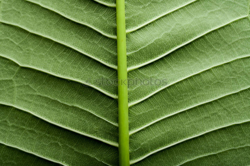 Similar – Image, Stock Photo green fern plant leaves