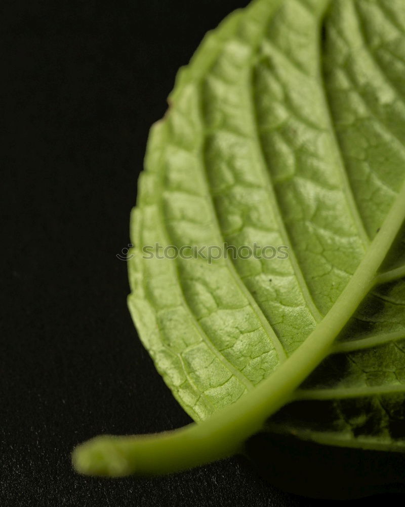 Similar – Image, Stock Photo savoy cabbage Food