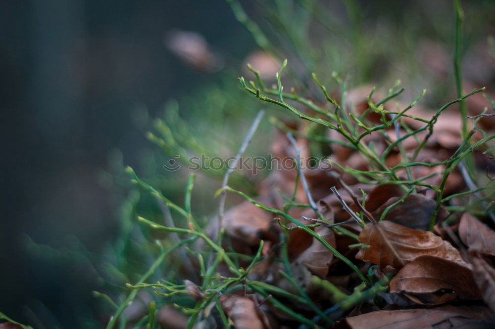 Similar – Image, Stock Photo ground frost Frost frosty