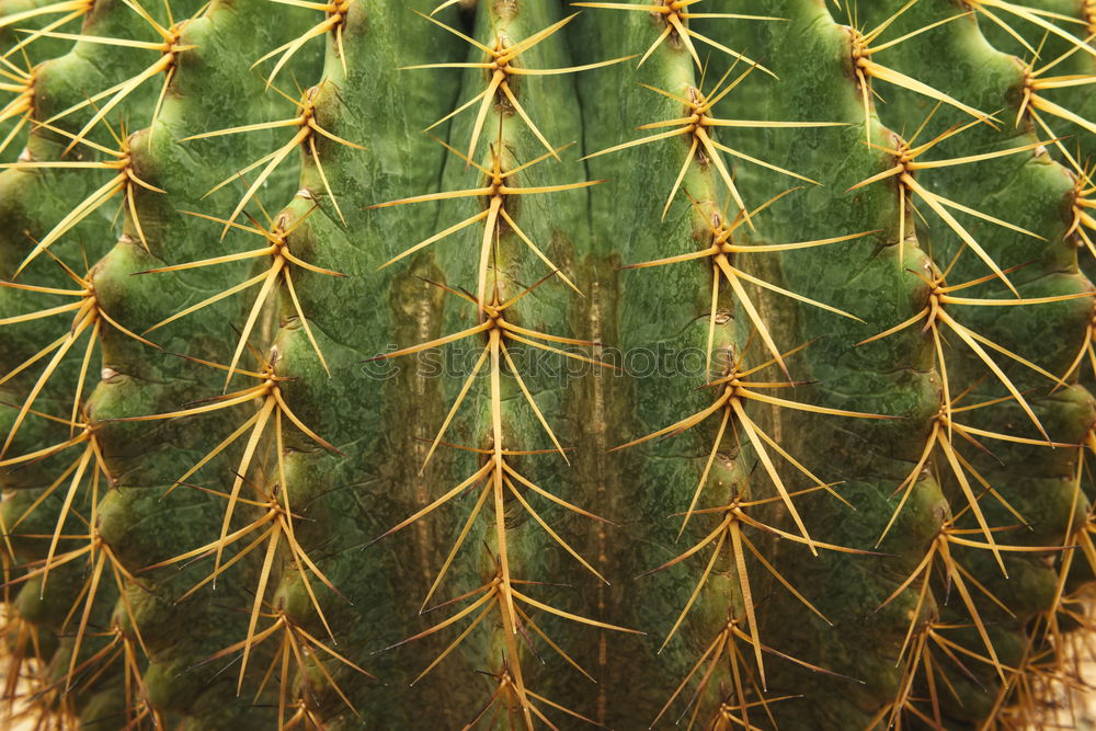 Similar – Image, Stock Photo Sempervivum plants on a field