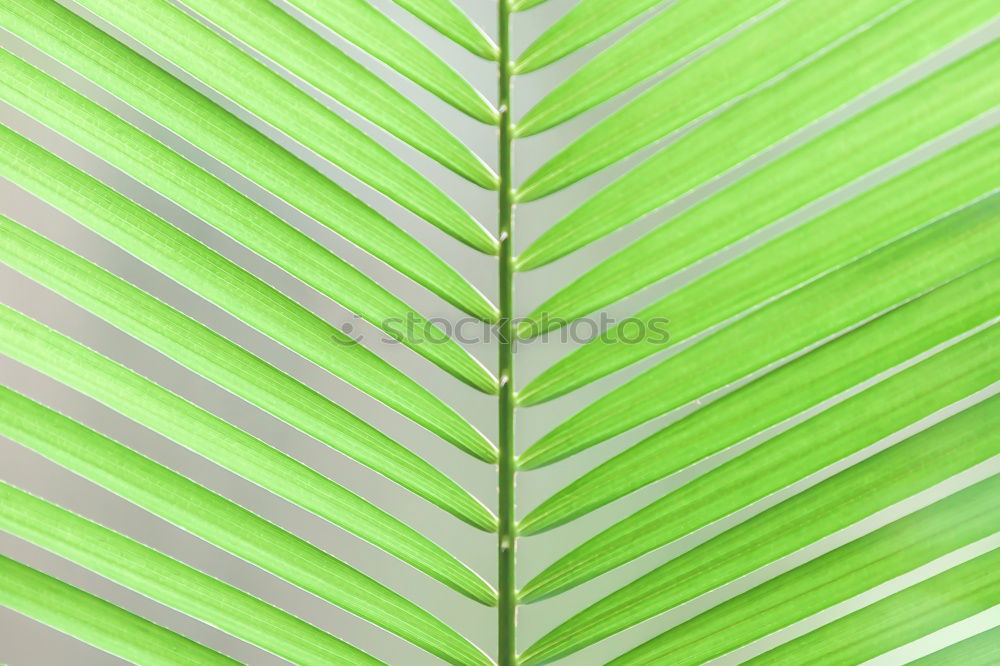 Similar – banana leaf Green Leaf