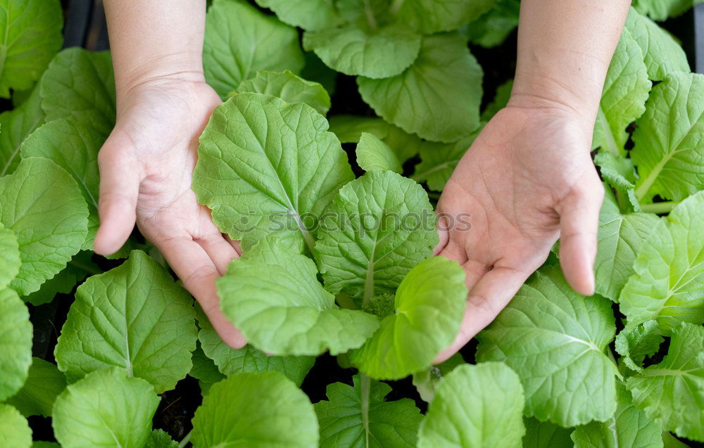 Image, Stock Photo Picking spinach in a home garden