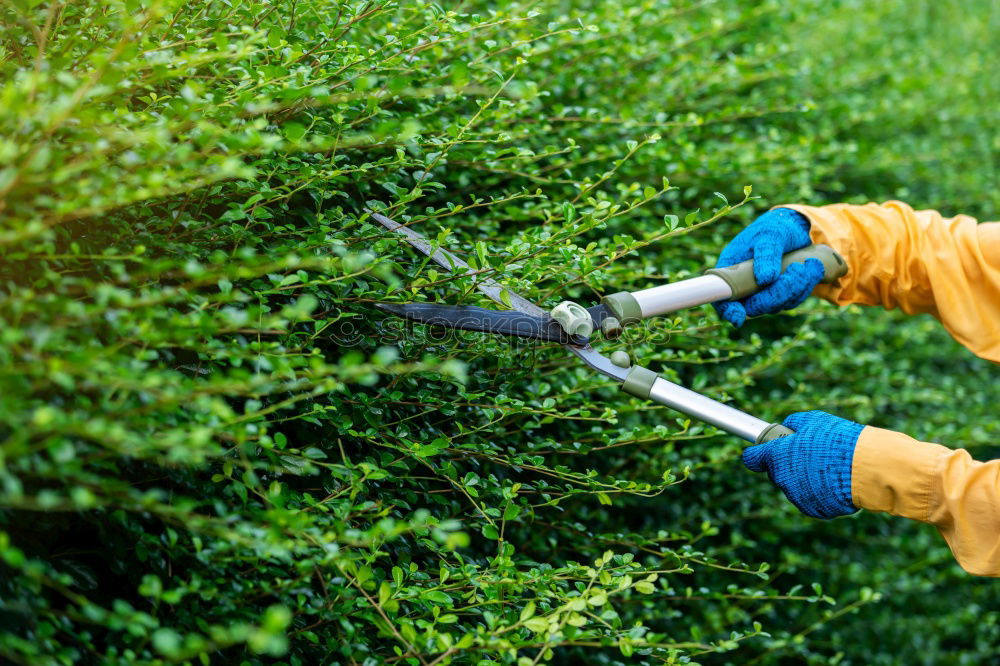 Similar – Image, Stock Photo Harvesting vegetables in agriculture with your hands on the field