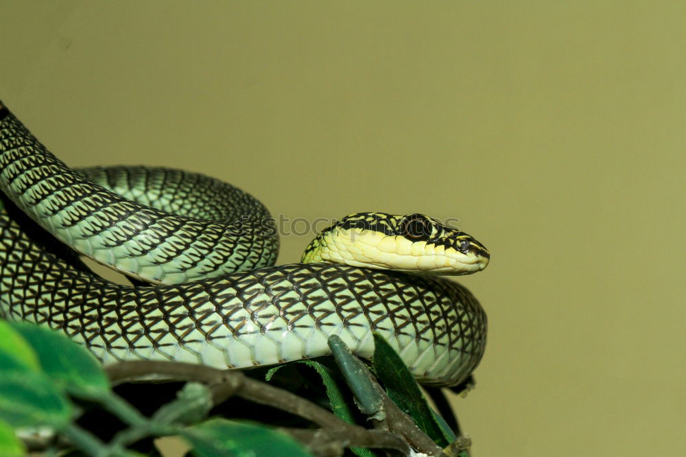 Similar – Vipera ammodytes showing its fangs