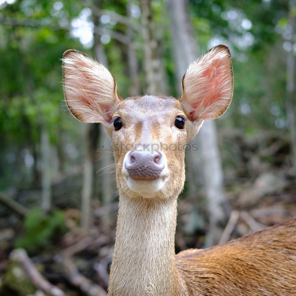 Similar – Image, Stock Photo impala look