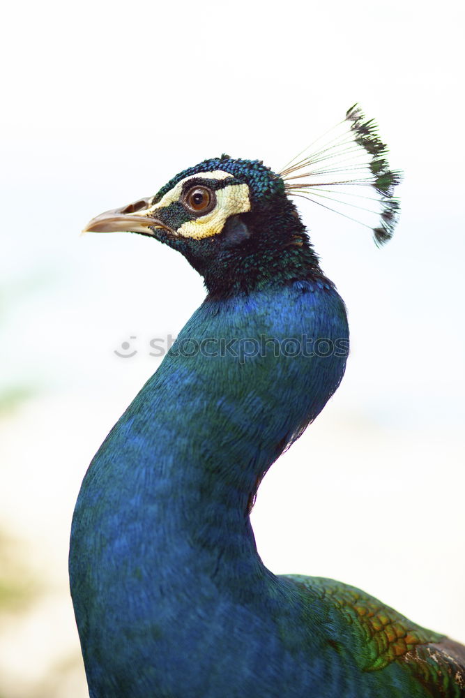 Similar – Image, Stock Photo Last peacock 2007 Animal