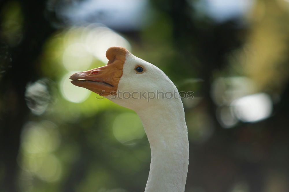 Similar – Foto Bild Im Gleichschritt, Vier Fränkische Weihnachtsgänse im Gleichschritt auf einer Wiese.