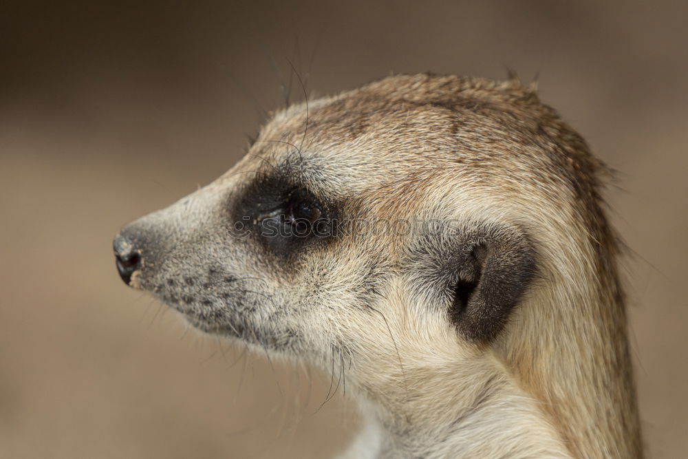 Similar – vigilant (Suricata suricatta N°2)