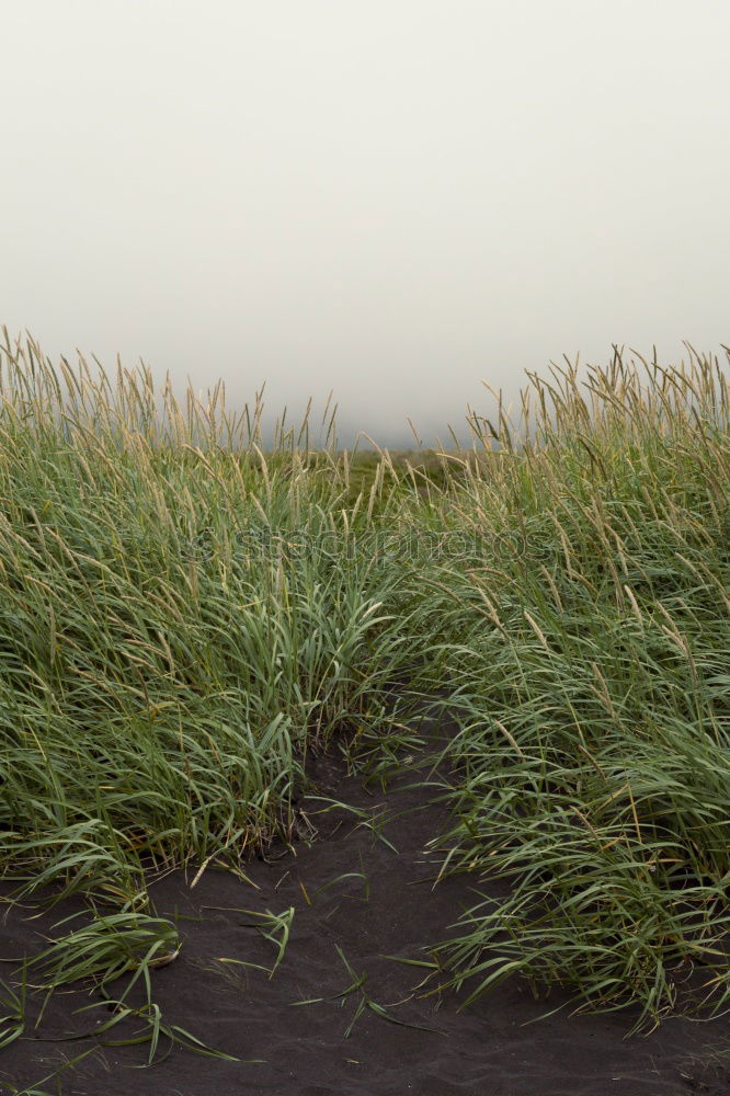 Similar – Foto Bild Gras am Meer grün Sommer