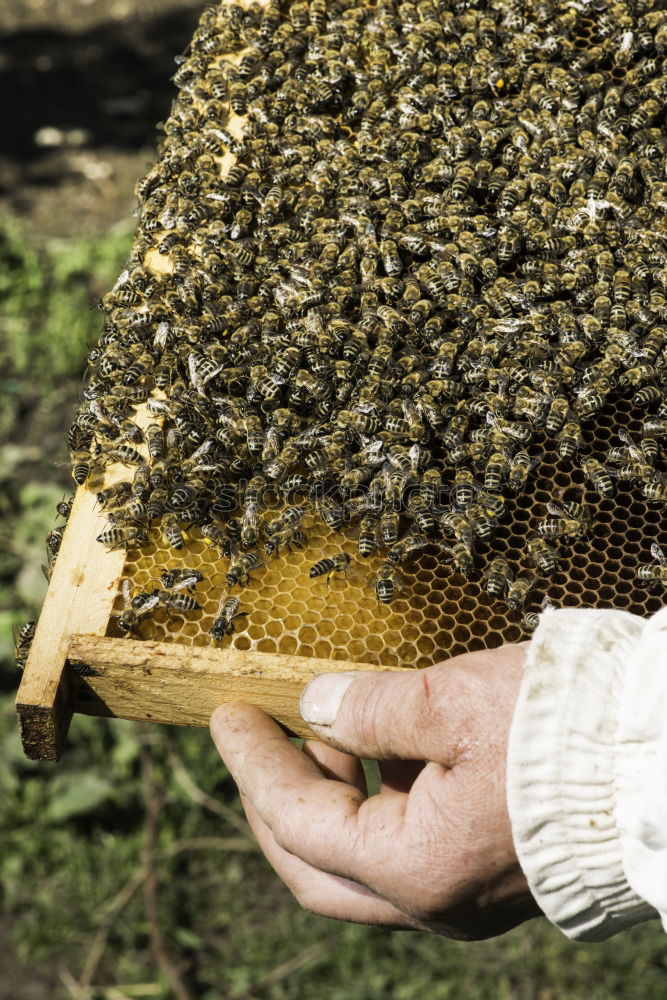 Similar – Image, Stock Photo Beekeeper and his bees