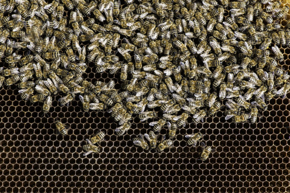 Similar – Honey bees, bee; Apis; mellifera