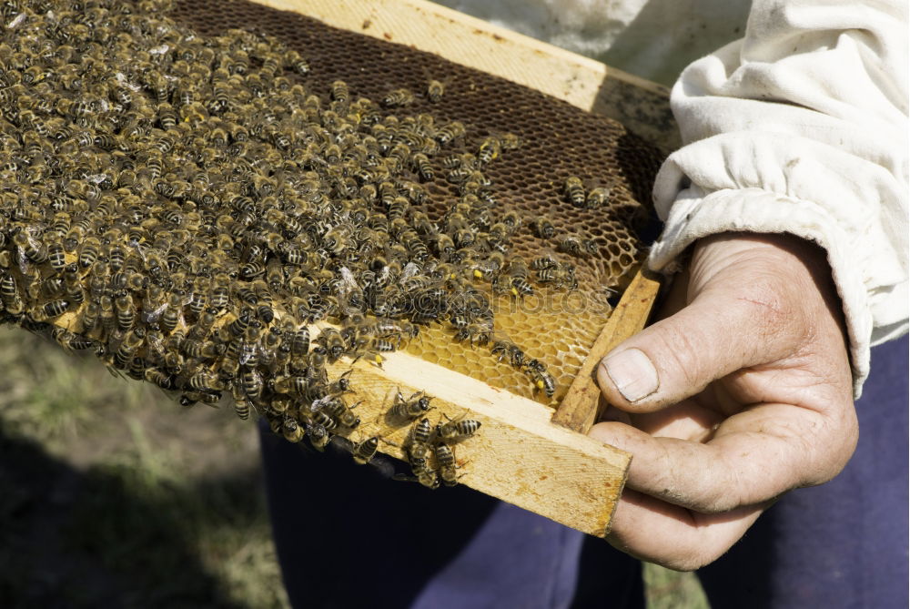 Similar – Image, Stock Photo Beekeeper working collect honey.