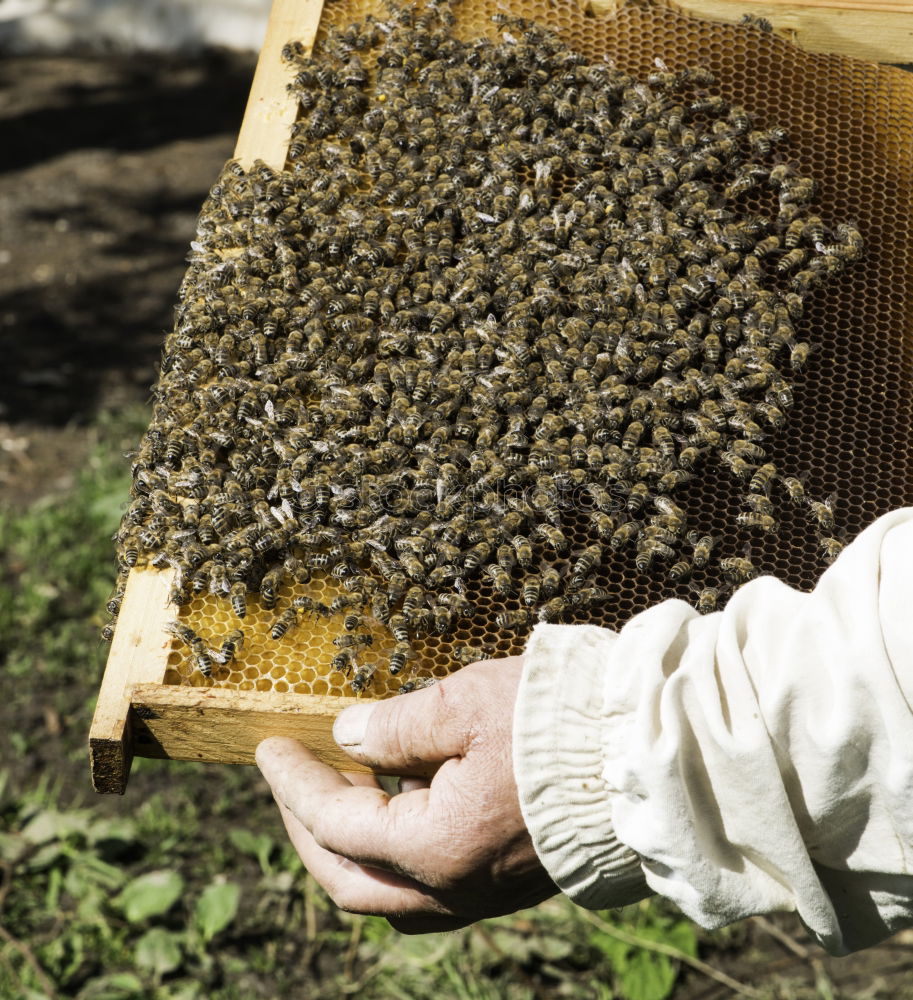 Similar – Image, Stock Photo Beekeeper working collect honey.