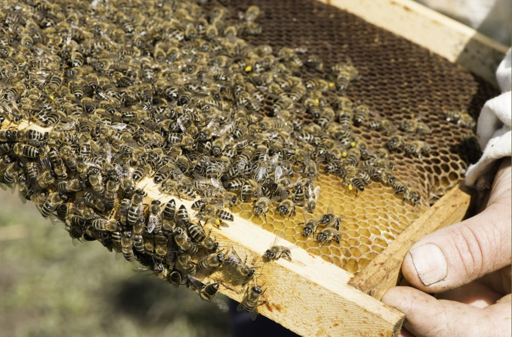 Image, Stock Photo Beekeeper and his bees