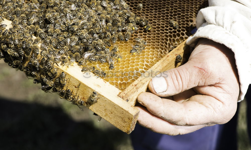 Similar – Image, Stock Photo Beekeeper with gloves and veil controls his beehive and searches for queen cells