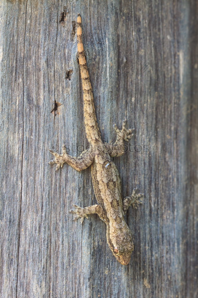 Similar – Image, Stock Photo lizard rest Nature