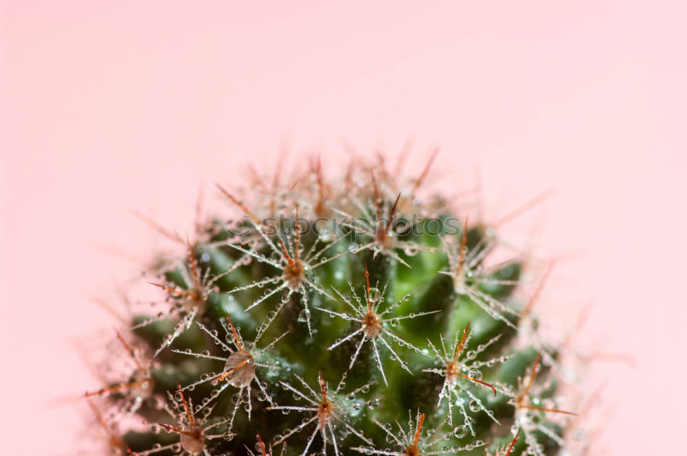 Similar – Image, Stock Photo My little green cactus