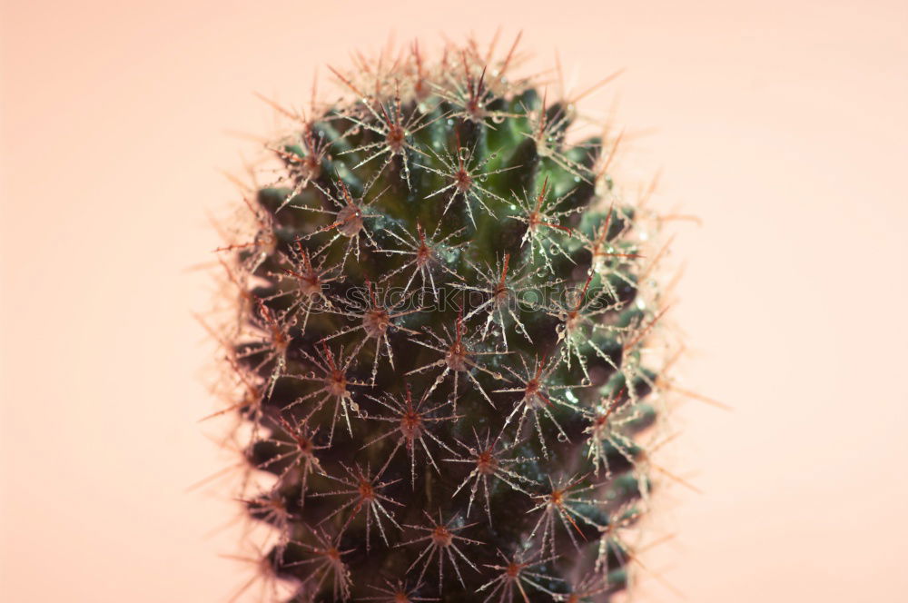 Similar – Image, Stock Photo charisma Cactus Plant