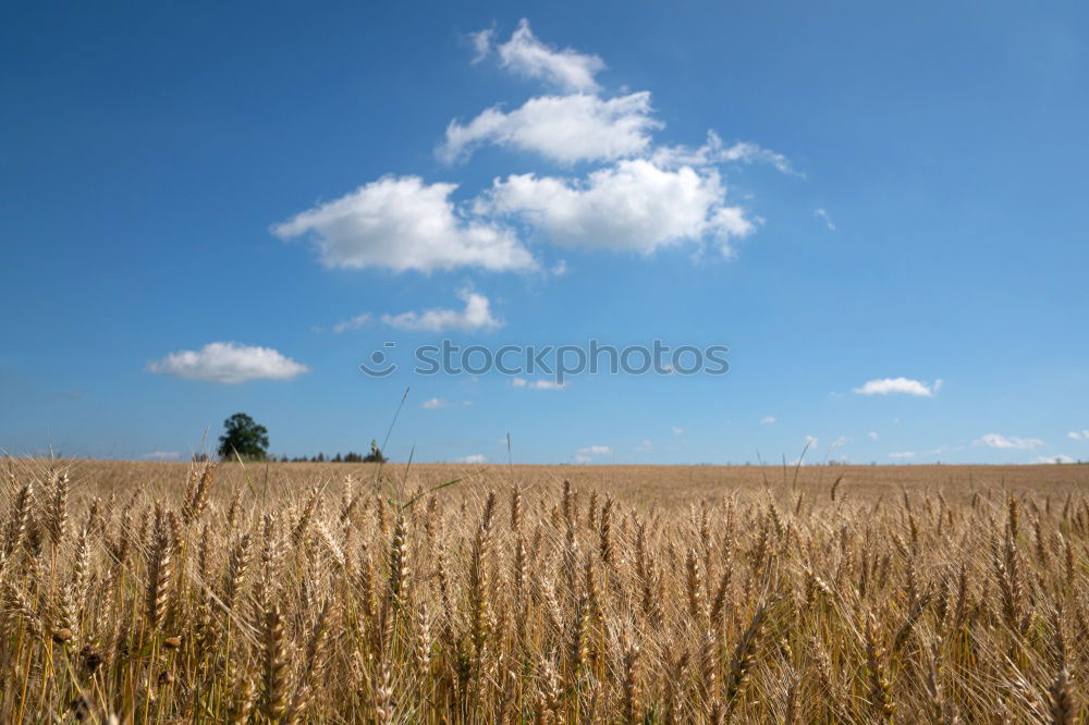 Similar – Foto Bild Weizen Feld im Sommer