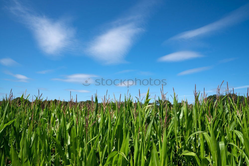 Similar – Foto Bild texel_02 Strand Schilfrohr