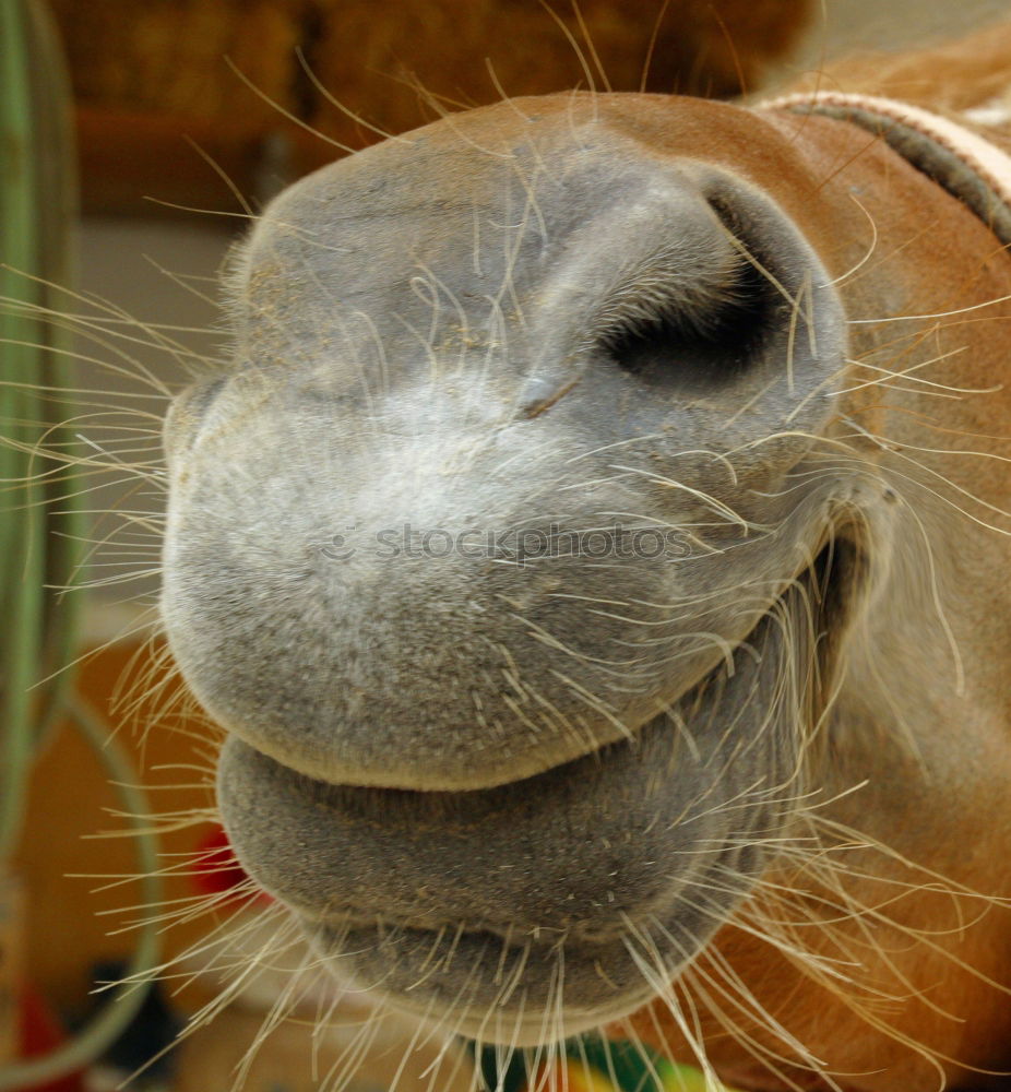 Similar – snuffel horse Horse