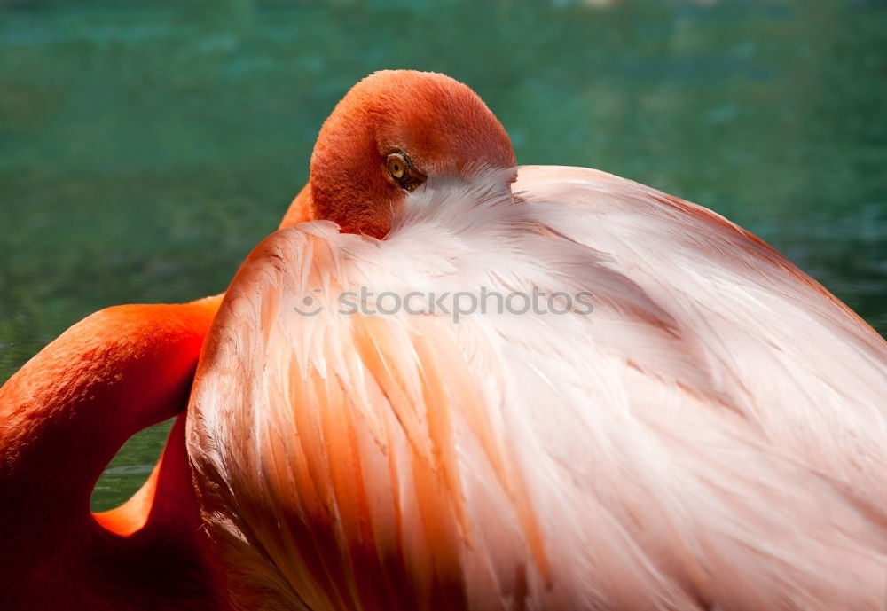 Similar – Image, Stock Photo hacker attack Animal Bird