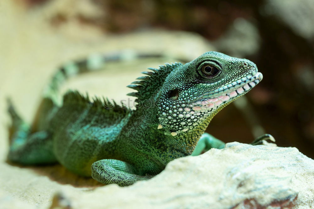 Similar – iguana Nature Wild animal