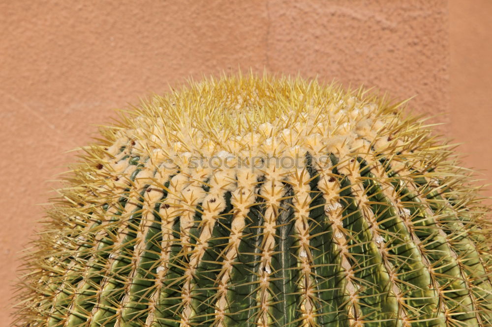 Similar – Image, Stock Photo charisma Cactus Plant