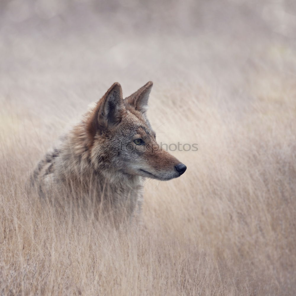 Similar – Foto Bild Böckchen Natur Felsen