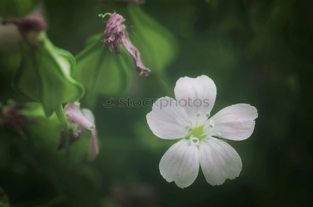 Similar – Macro Flower Violet Green