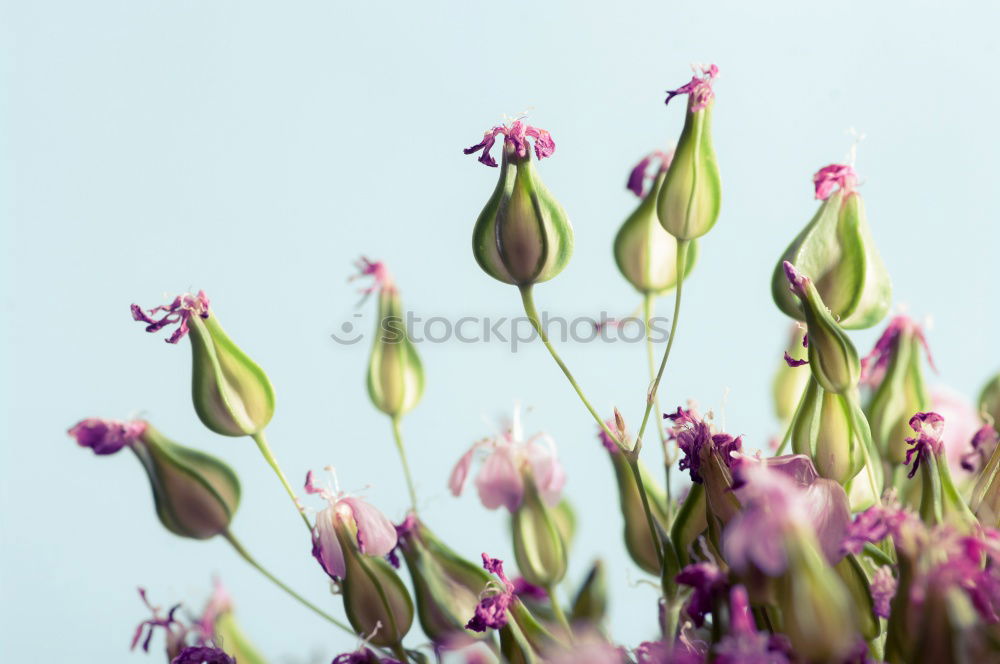 Similar – Bunch of gerbera daisies flowers on white desk, top view with copy space. Can used to Mothers day , Womens day, birthday or wedding. Greeting card