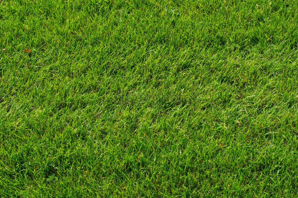 Similar – carpet of grass Sports