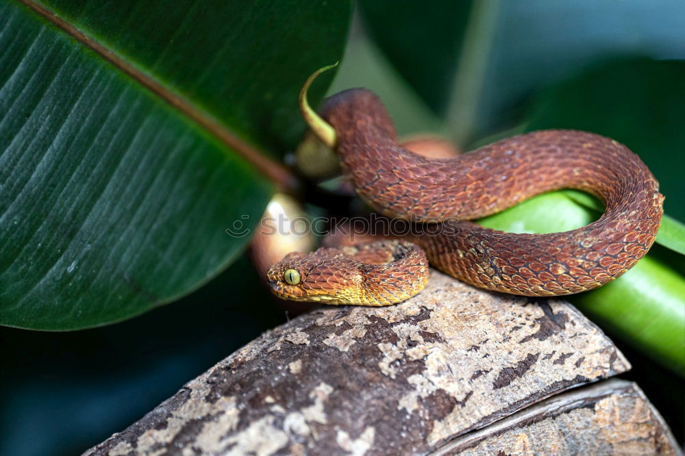 Similar – Gecko Peeking Over Leaf