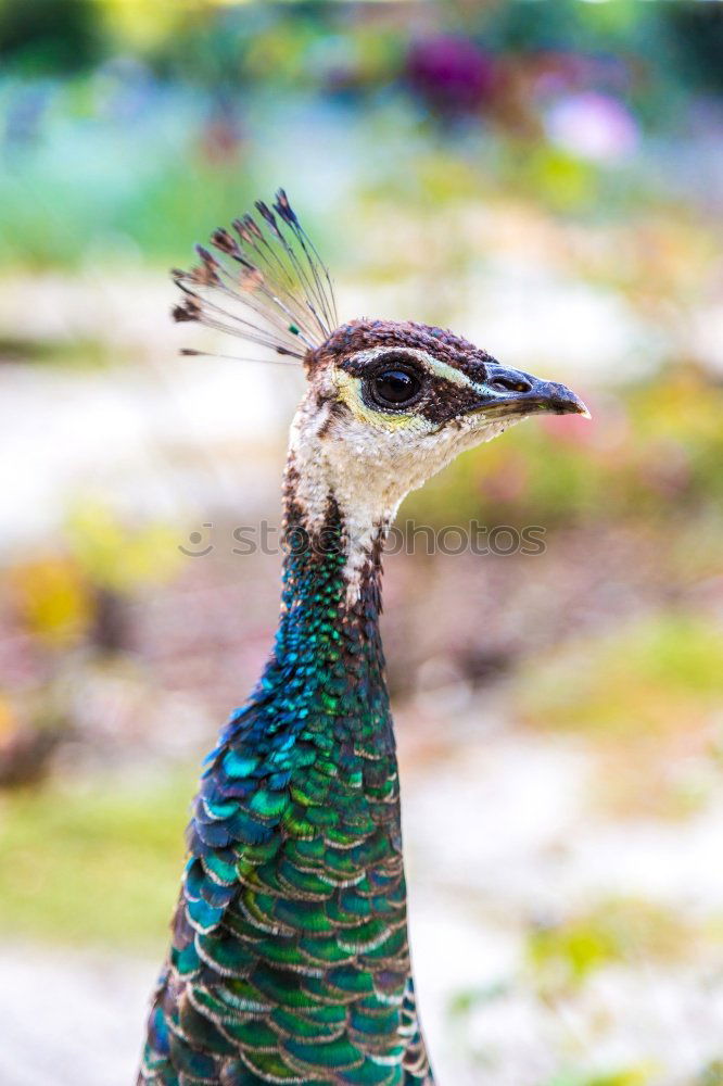 Similar – royal blue Peacock Blue