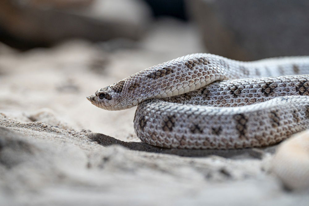 Similar – closeup of beautiful and dangerous european nose horned viper